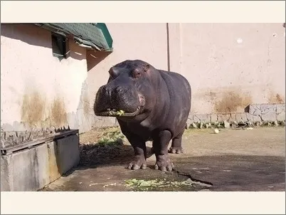 hippo 19 02 2024