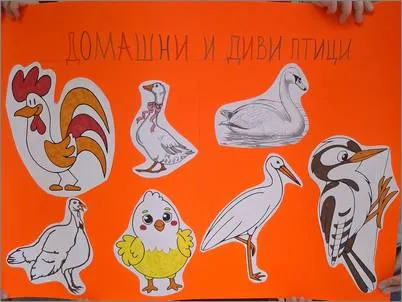 Домашни и диви птици 21 02 2025